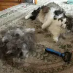 Pet Grooming Brush – Double Sided Shedding And Dematting Undercoat Rake Comb