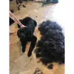 Pet Grooming Brush – Double Sided Shedding And Dematting Undercoat Rake Comb
