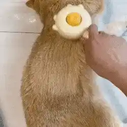 Grooming pet image