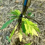 Detachable Stand Up Weed Puller - Image 8